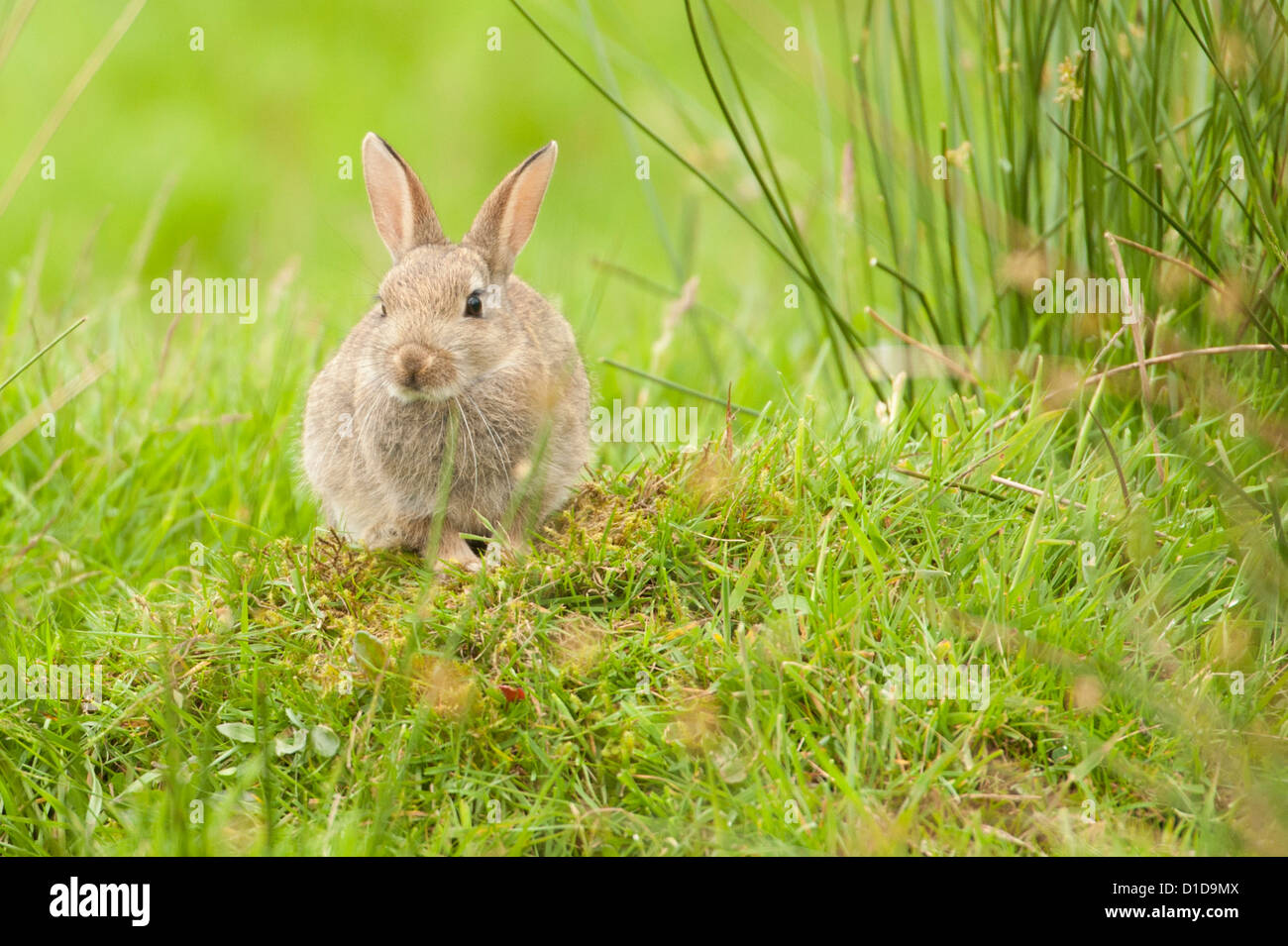 A Rabbit photographed in Scotland. Stock Photo