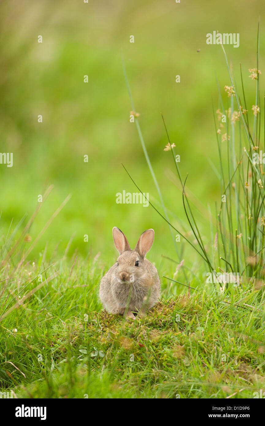 A Rabbit photographed in Scotland. Stock Photo