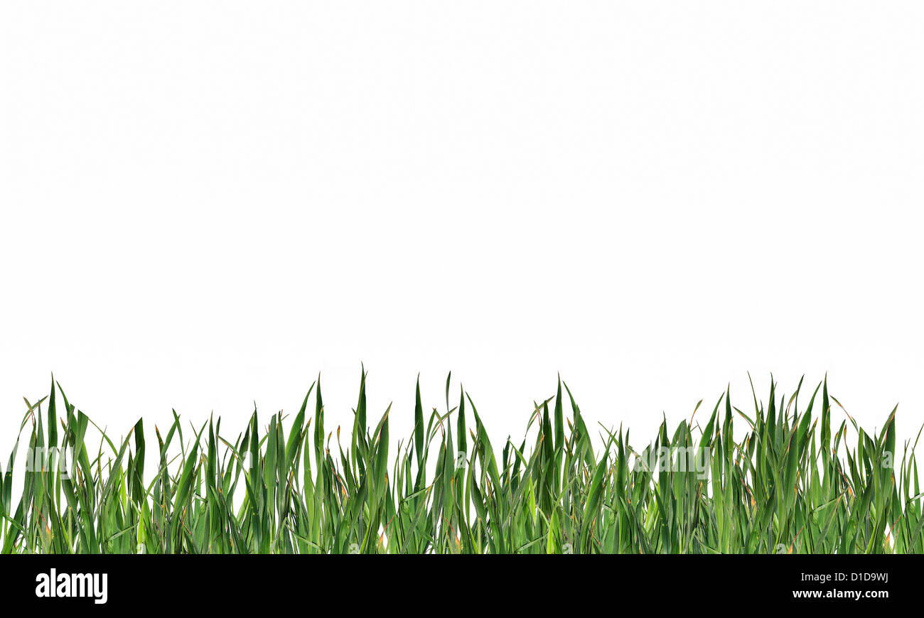 green grass isolated on white background Stock Photo - Alamy
