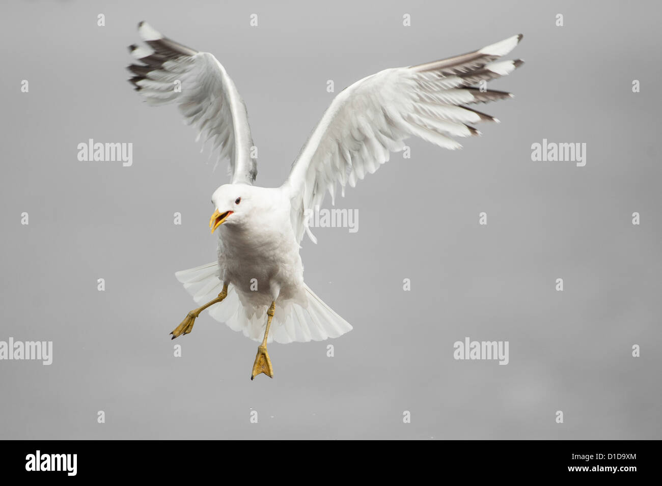 A Herring Gull flying at the mouth of the River Doon, Scotland Stock