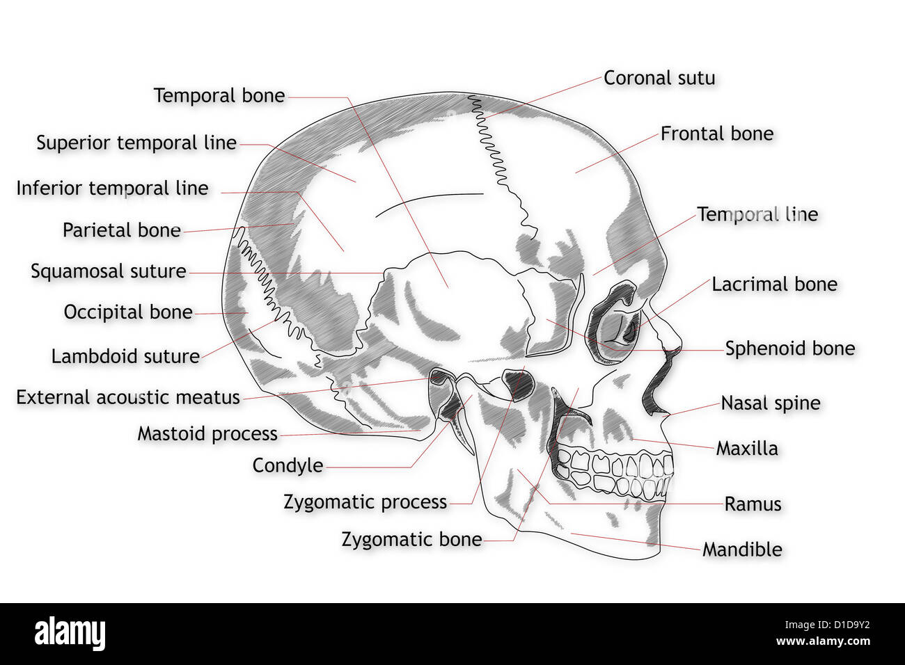 Human Skull structure Stock Photo