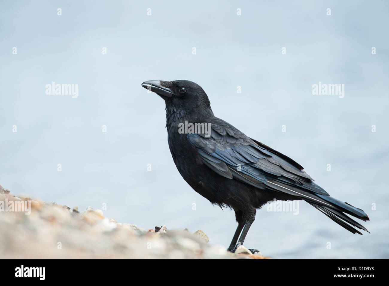 A Crow photographed on Ayr beach, Scotland Stock Photo - Alamy