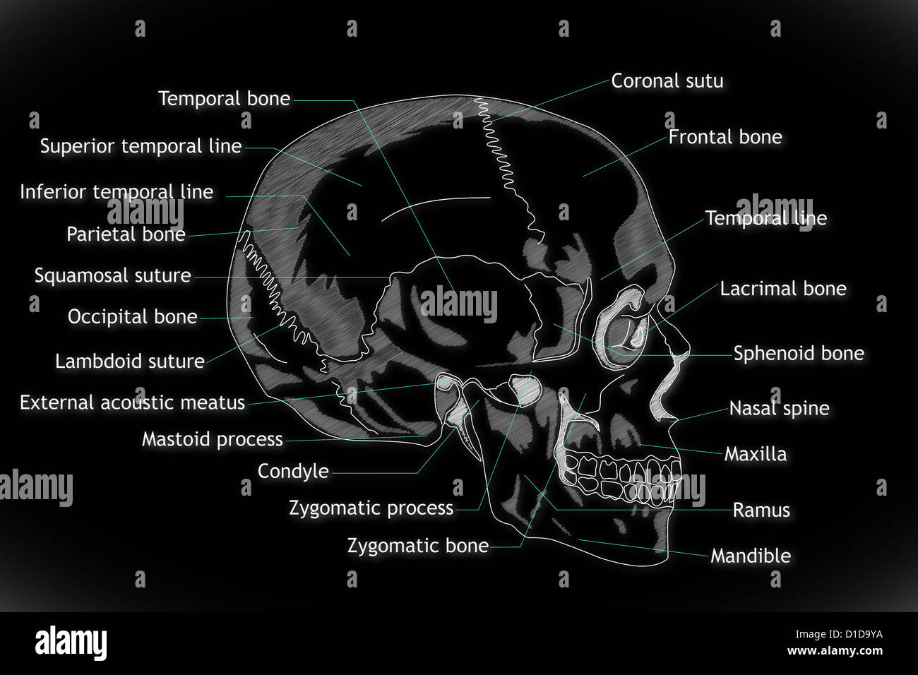 Human Skull structure Stock Photo