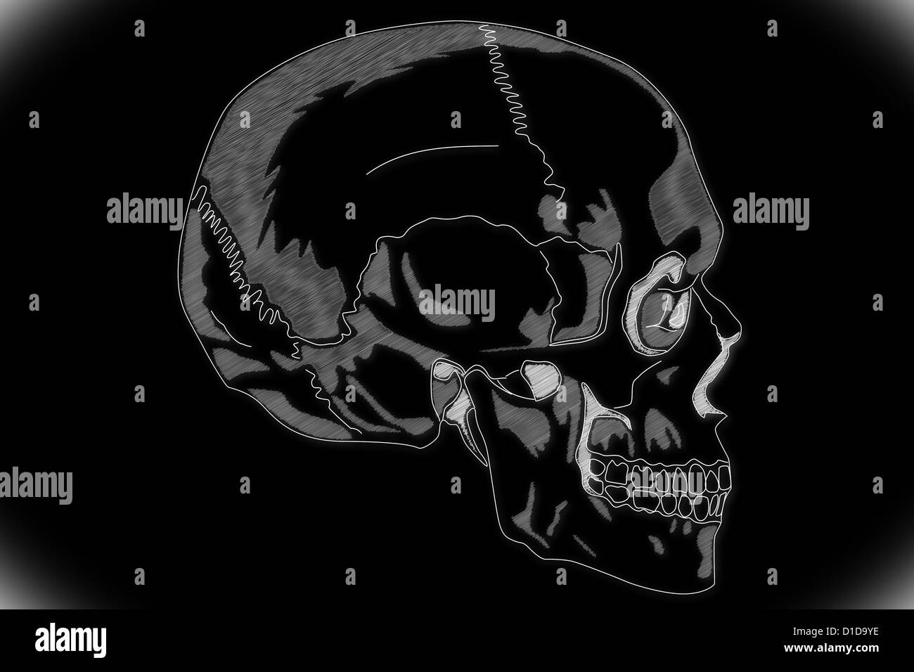 Human Skull structure Stock Photo