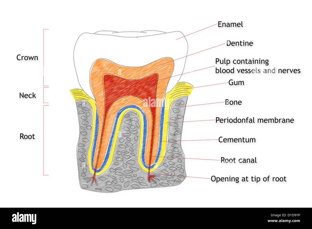 Модель строения зуба