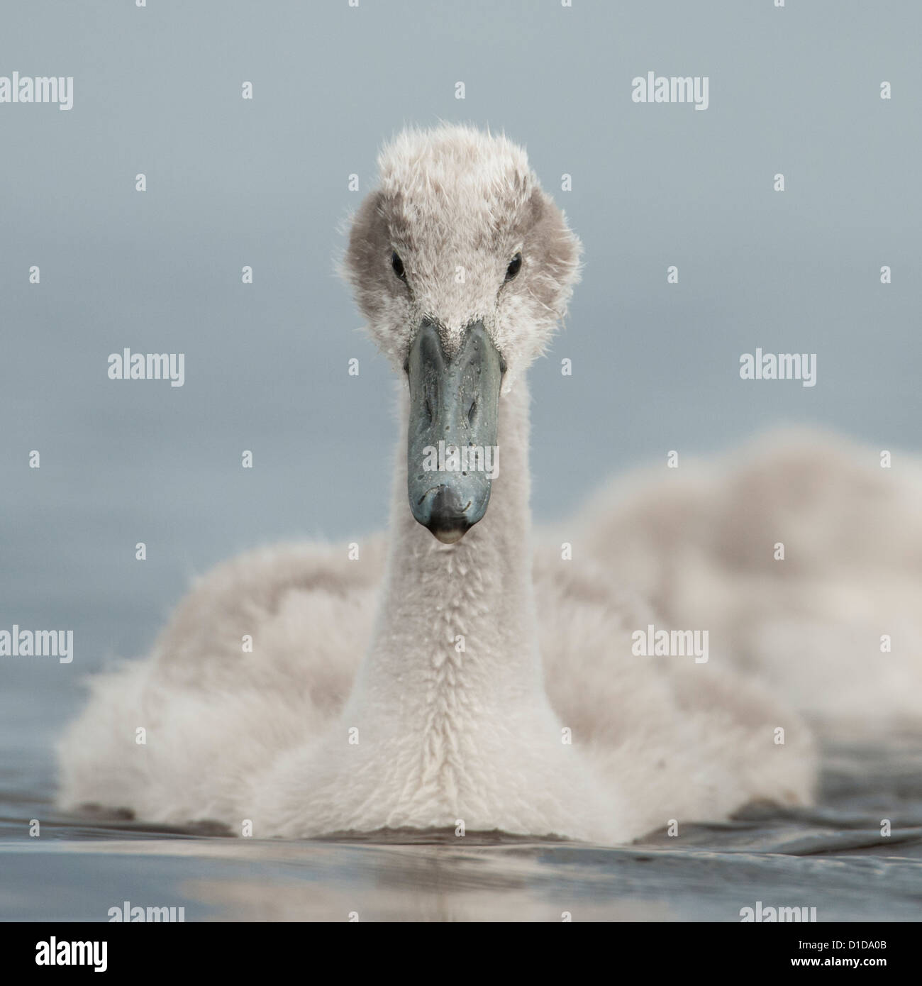 A young Cygnet Mute Swan photographed on the River Doon, Ayr Scotland. Stock Photo