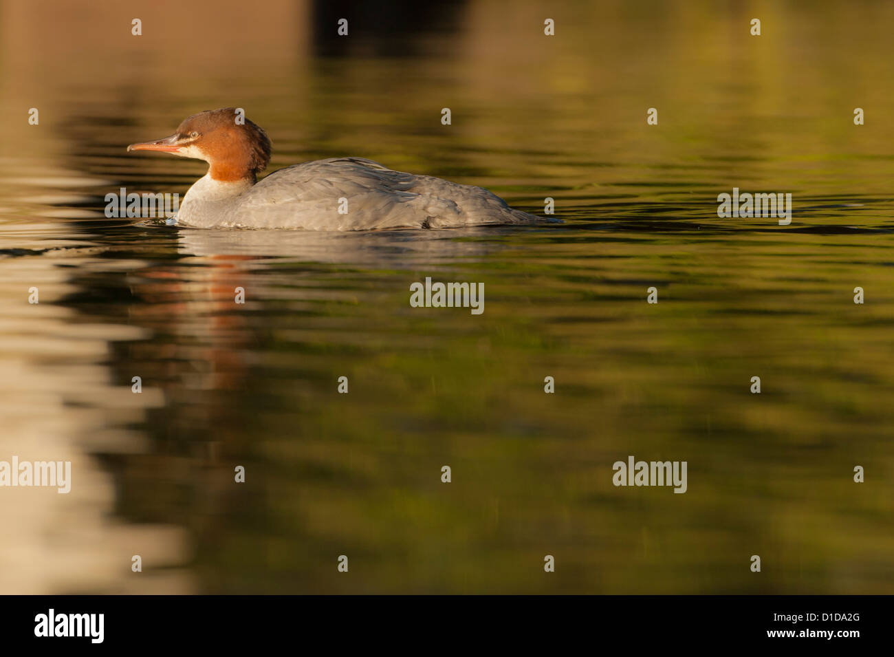 A Goosander photographed in the River Doon, Scotland. Stock Photo