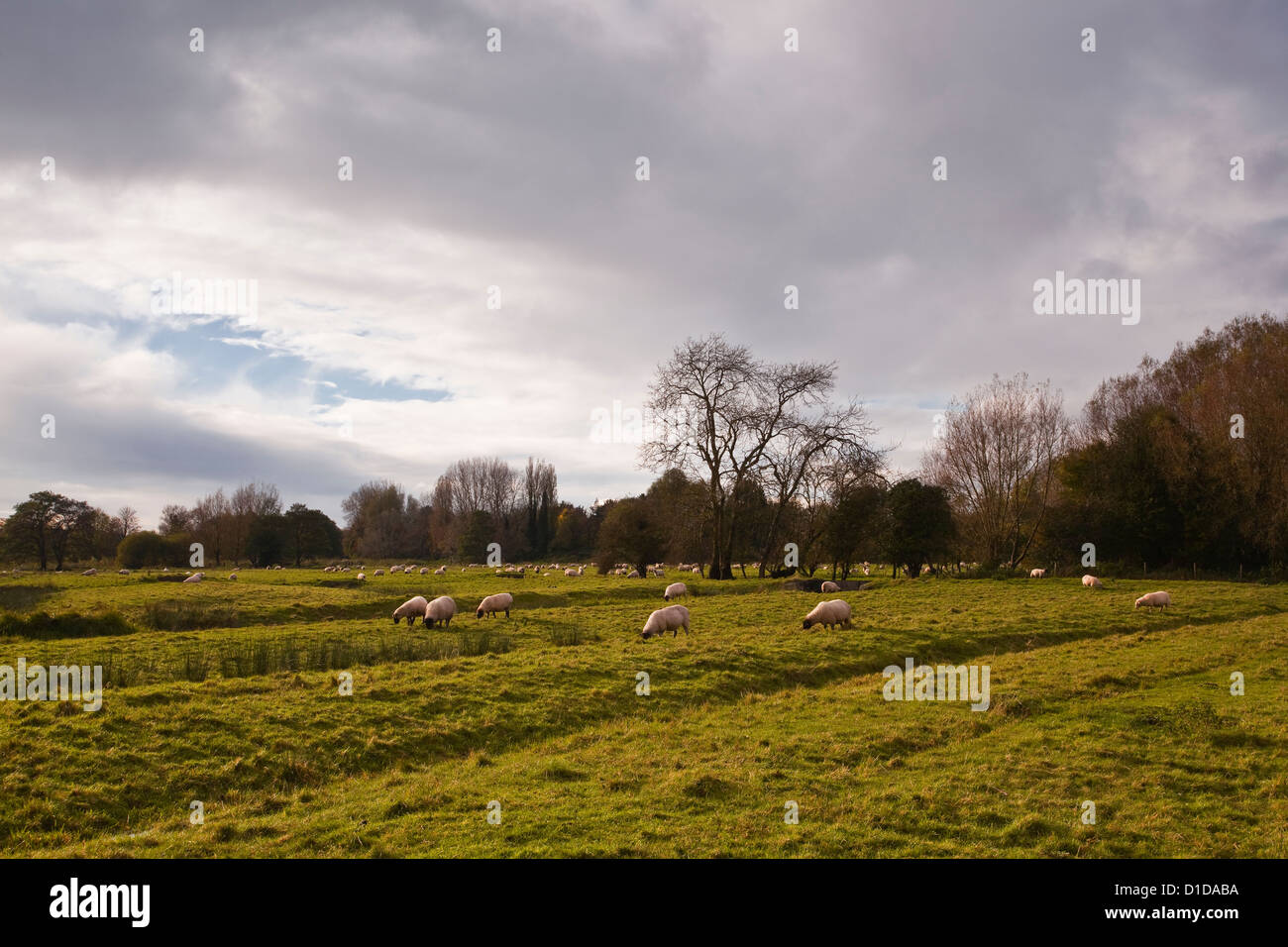 The West Harnham water meadows on the edge of Salisbury Stock Photo Alamy