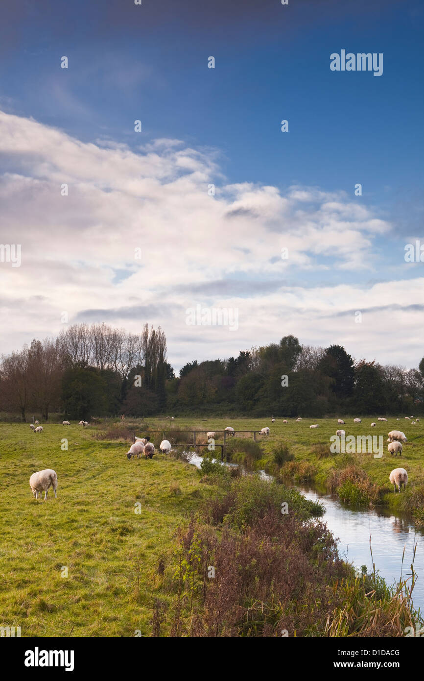The West Harnham water meadows on the edge of Salisbury Stock Photo Alamy