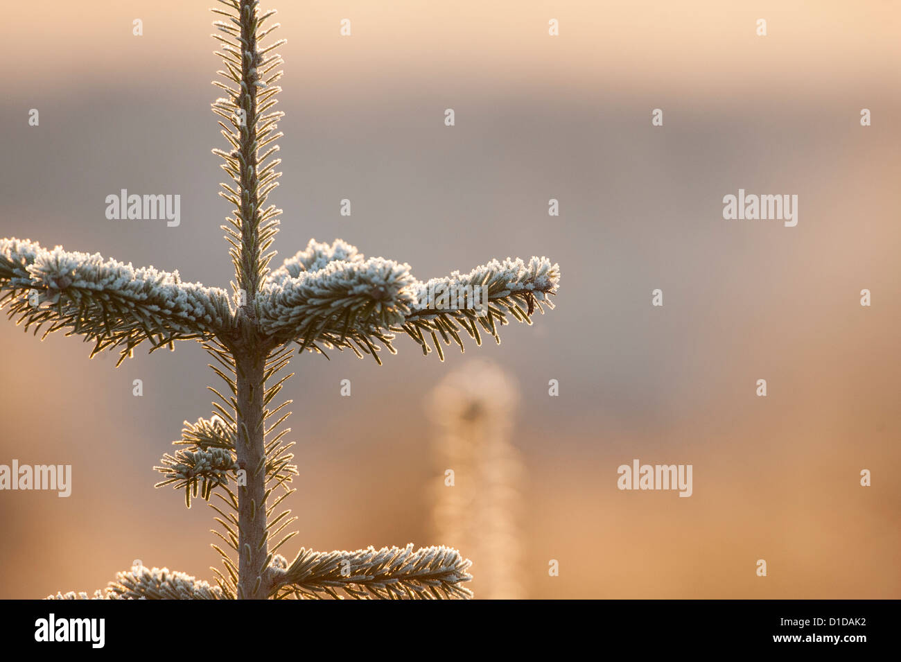 Christmas trees scotland hires stock photography and images Alamy