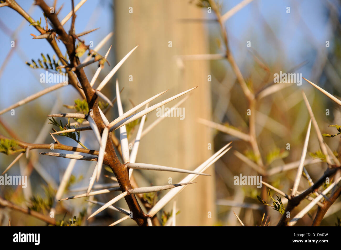 White thorn hires stock photography and images Alamy