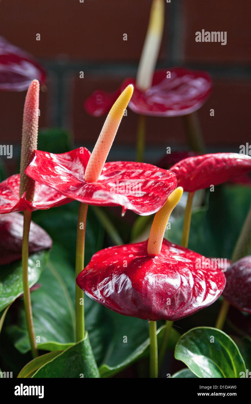 Flamingo Lily (anthurium Stock Photo Alamy