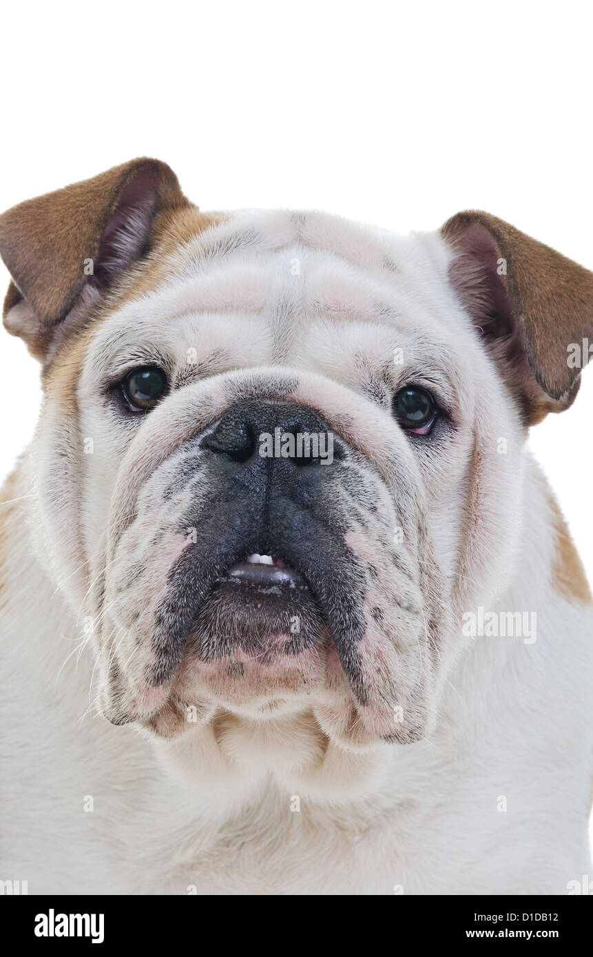 Extreme closeup of English Bulldog head over white background Vertical shot Stock Photo Alamy