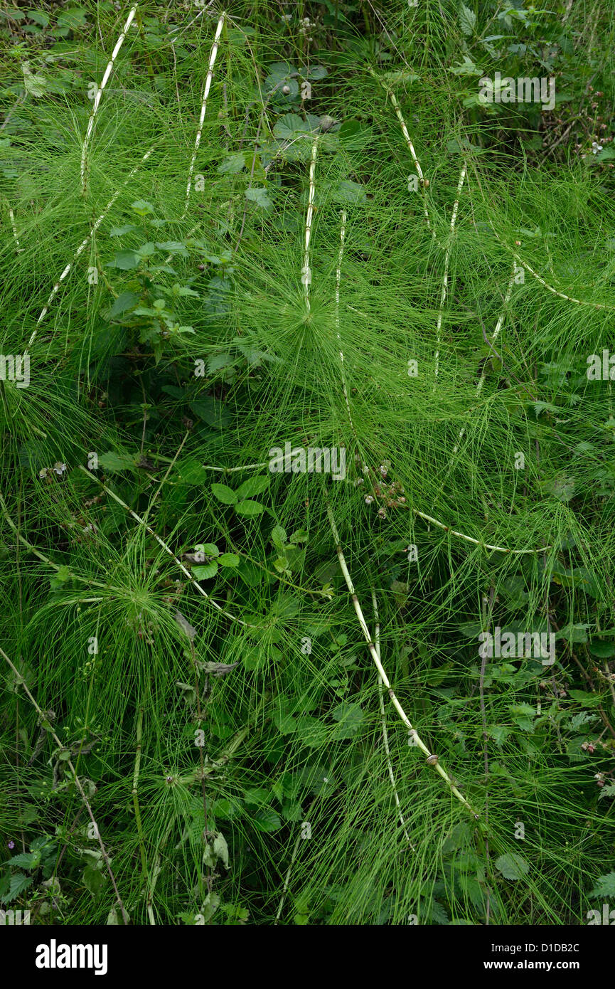 Horsetail or Equisetum in Brown's Folly Nature Reserve Bathford Somerset England UK Stock Photo