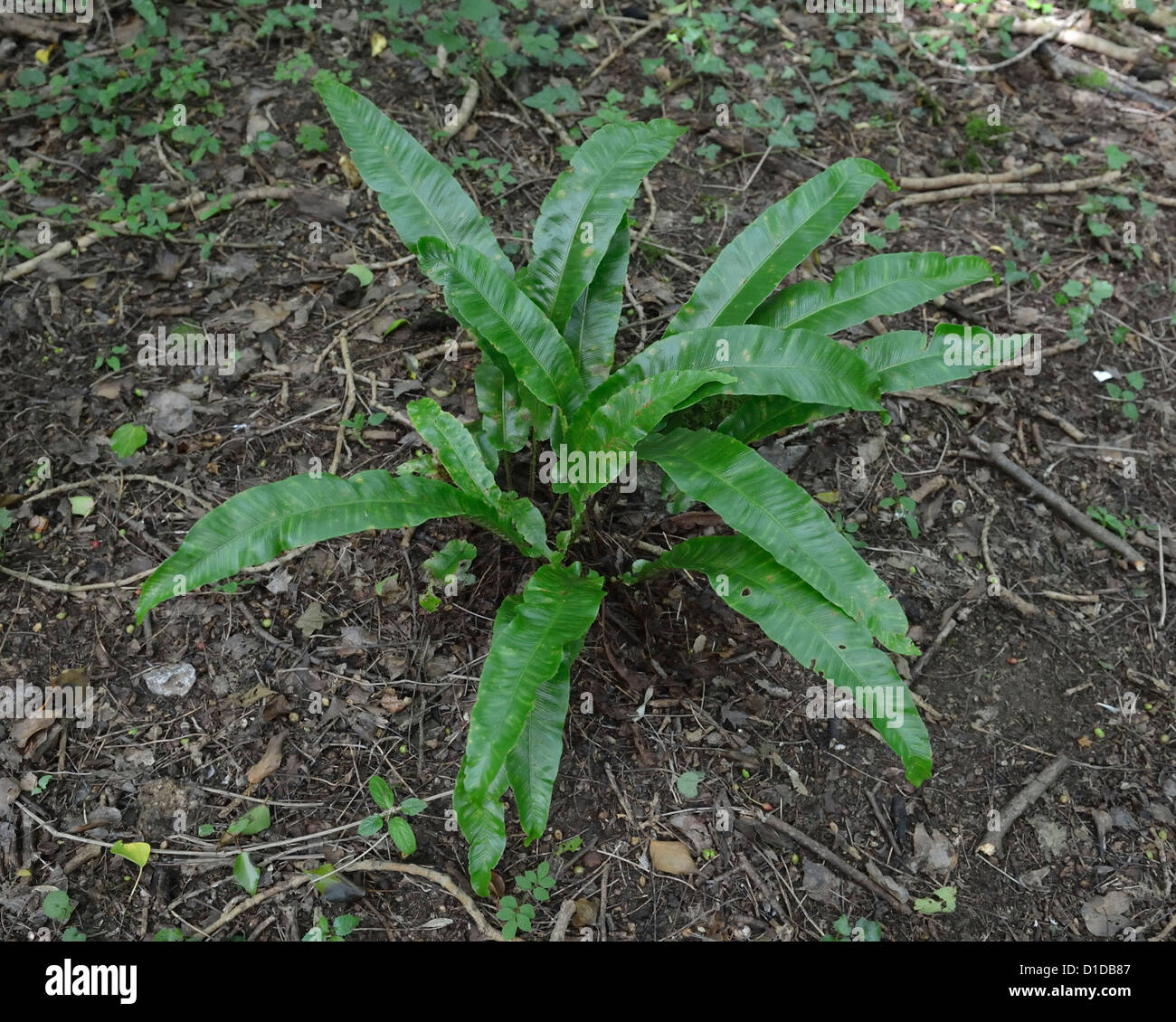 Lamb's Tongue Fern Phyllitis scolopendrium in Brown's Folly Nature