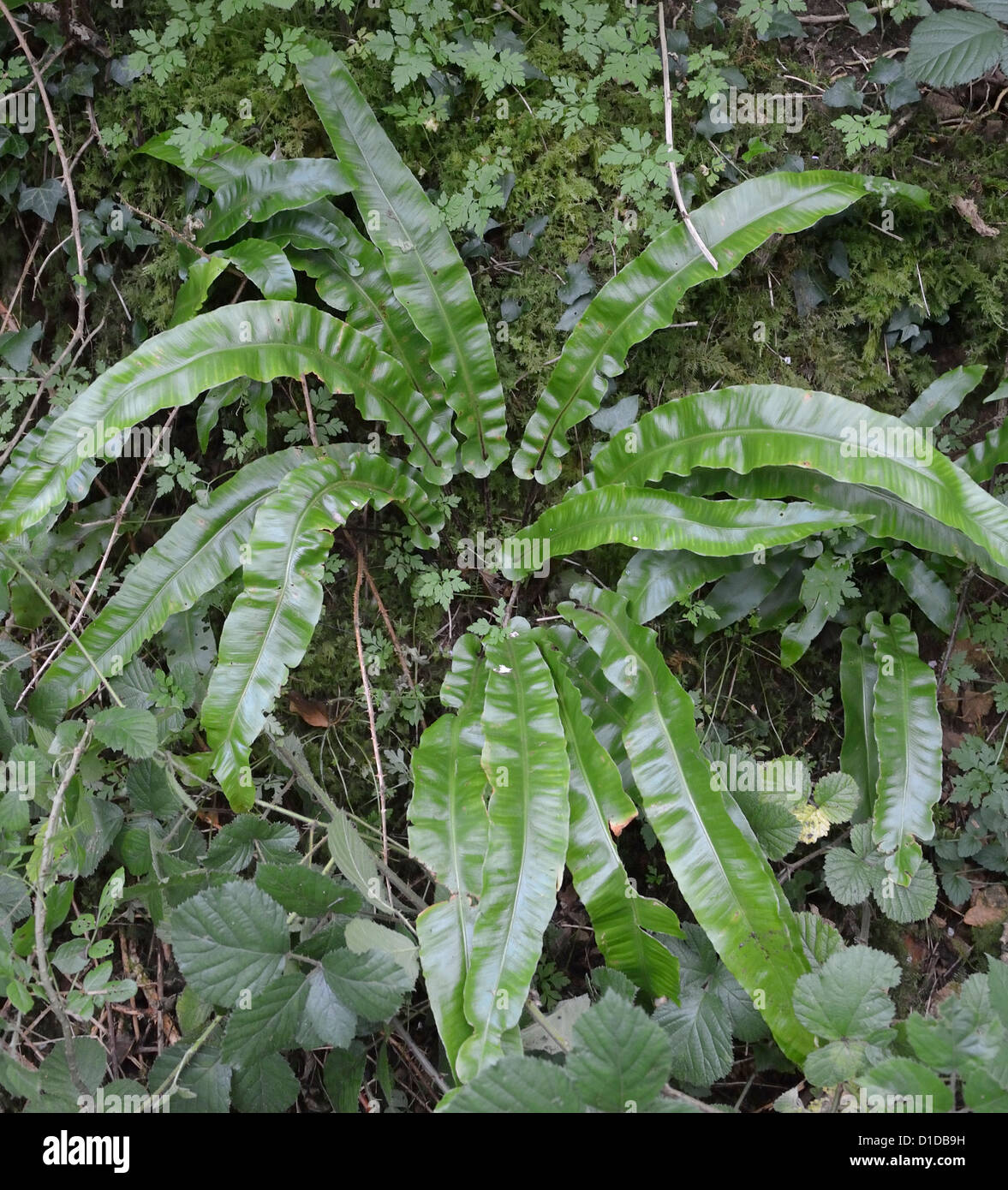 Lambs tongue hires stock photography and images Alamy