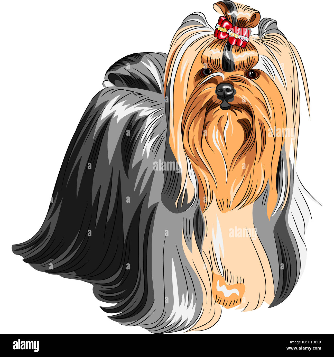 color sketch Yorkshire terrier red and black with elegant exhibition haircut Stock Photo