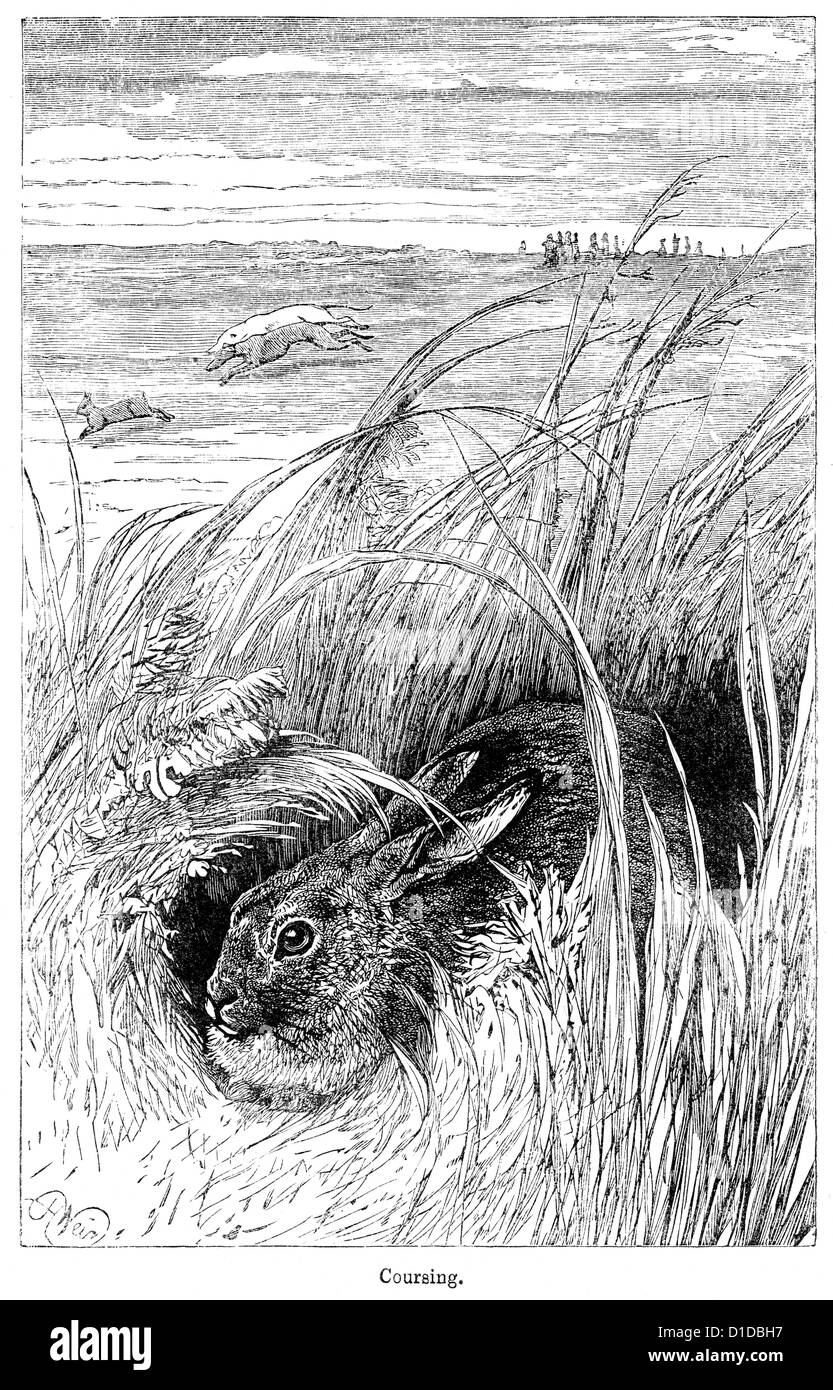 Victorian engraving of hare coursing, 1897 Stock Photo