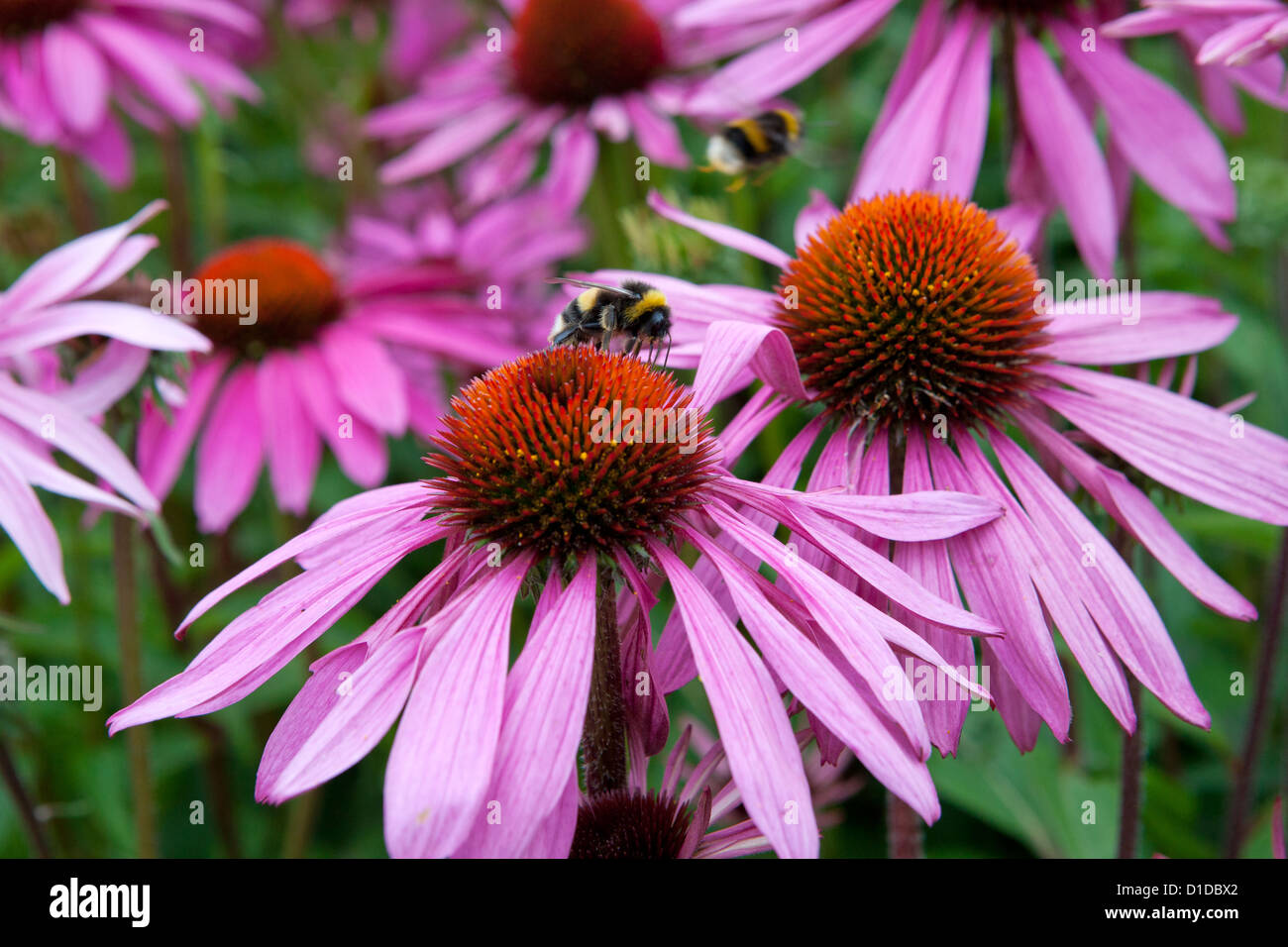 Echinacea Purpurea Rubinstern with bumble bee feeding Stock Photo Alamy