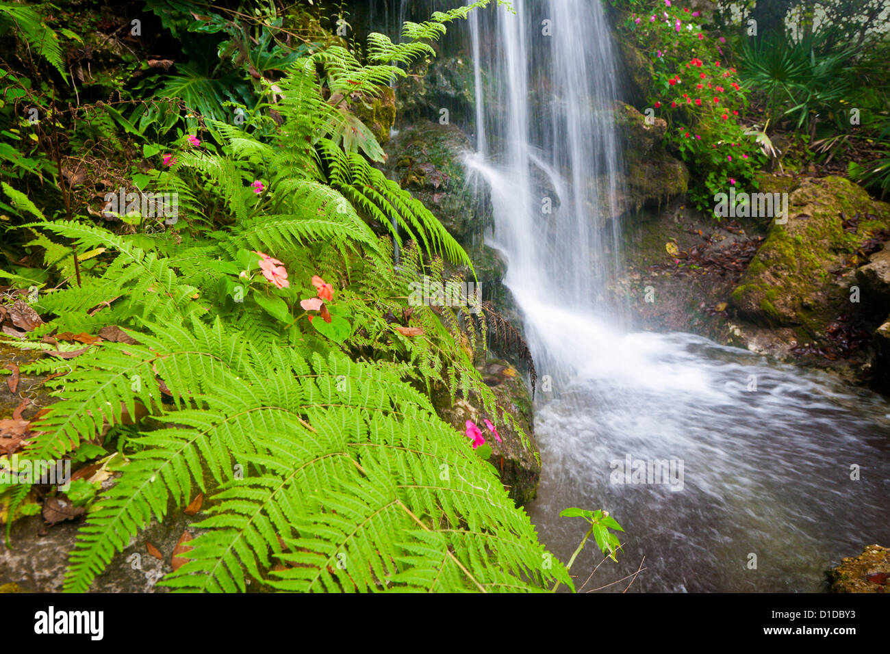 Green flowering vegetation next to man made waterfall in Rainbow River