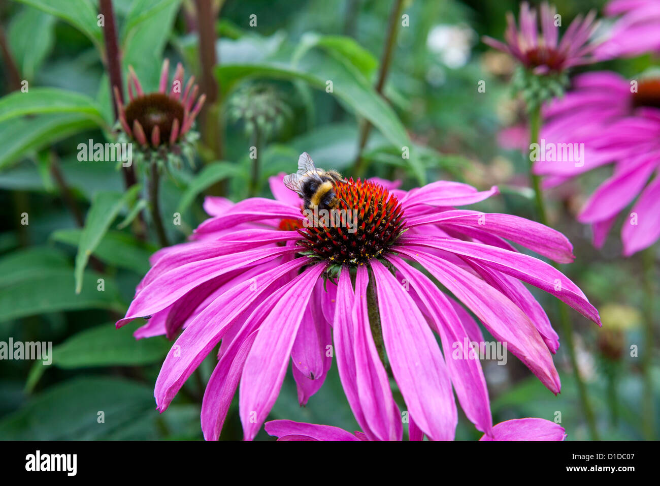 Echinacea Purpurea Rubinstern with bumble bee feeding Stock Photo Alamy