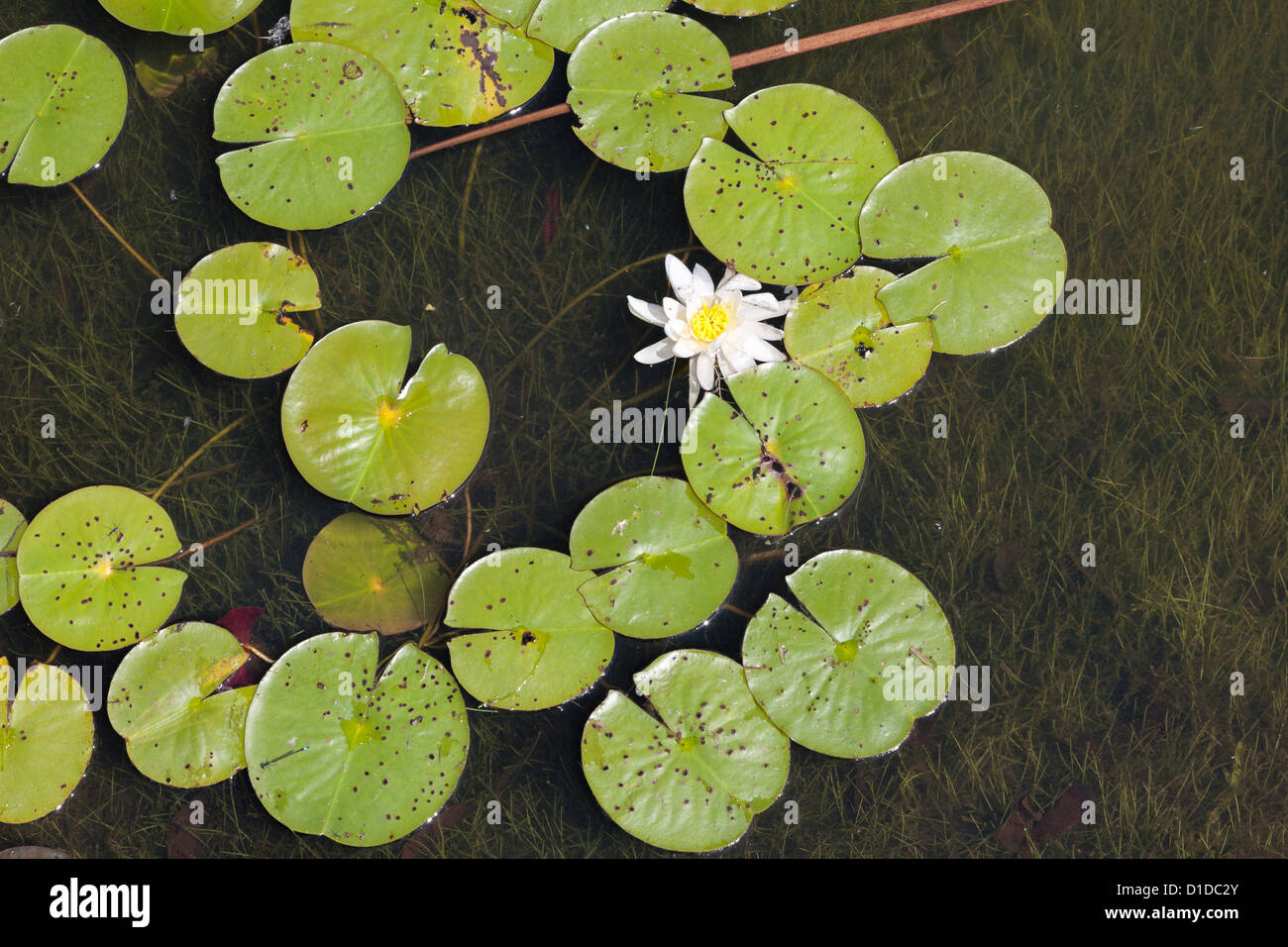 Lily pads and flower blossom float on top of a lake in Southern
