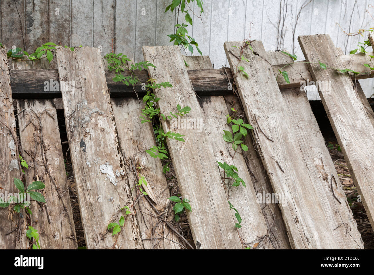 Old weathered fence with green vegetation from vine plants Stock Photo ...