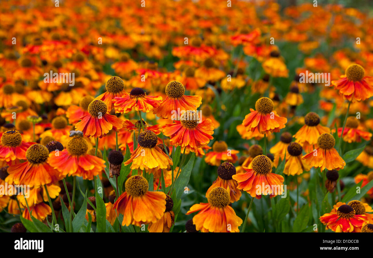 Sahin's Early Flowerer (Helenium) with honey bees feeding at The Royal Horticultural Society's garden at Wisley Stock Photo
