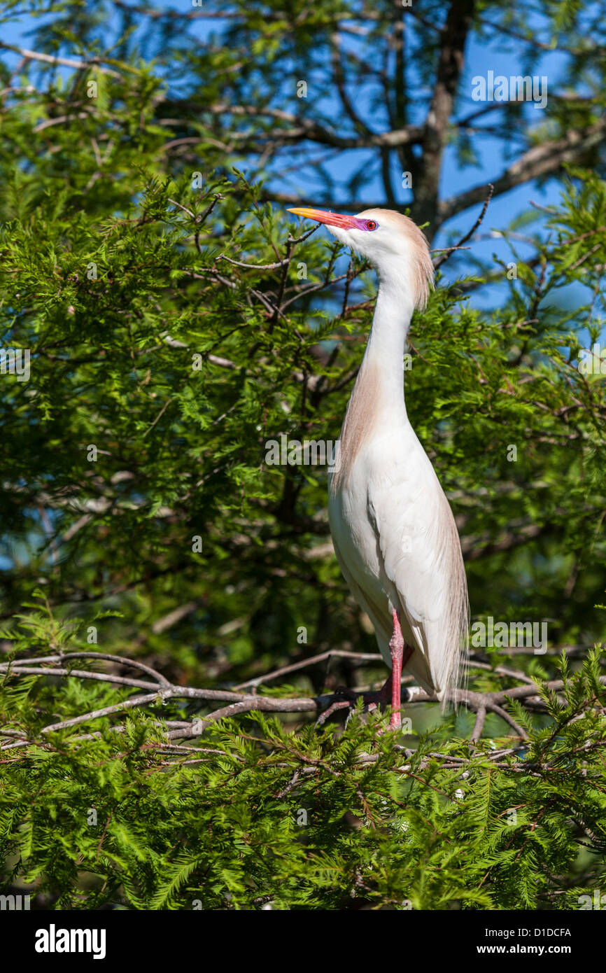 Cattle Egret (Bubulcus ibis) perched in tree at St. Augustine Alligator Farm Zoological Park, St. Augustine, Florida Stock Photo