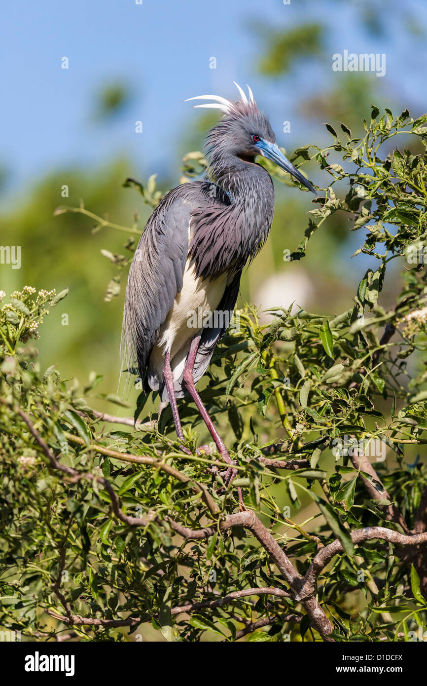 Tricolored Heron (Egretta tricolor) perched on tree in St. Augustine Alligator Farm Zoological Park, St. Augustine, Florida Stock Photo