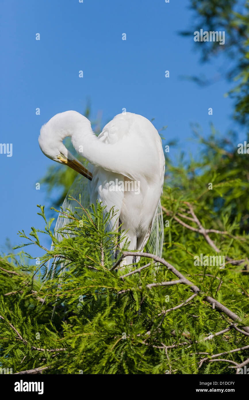 Great Egret (Ardea alba) in plumage grooming itself while perched in tree at St. Augustine Alligator Farm, St. Augustine, FL Stock Photo