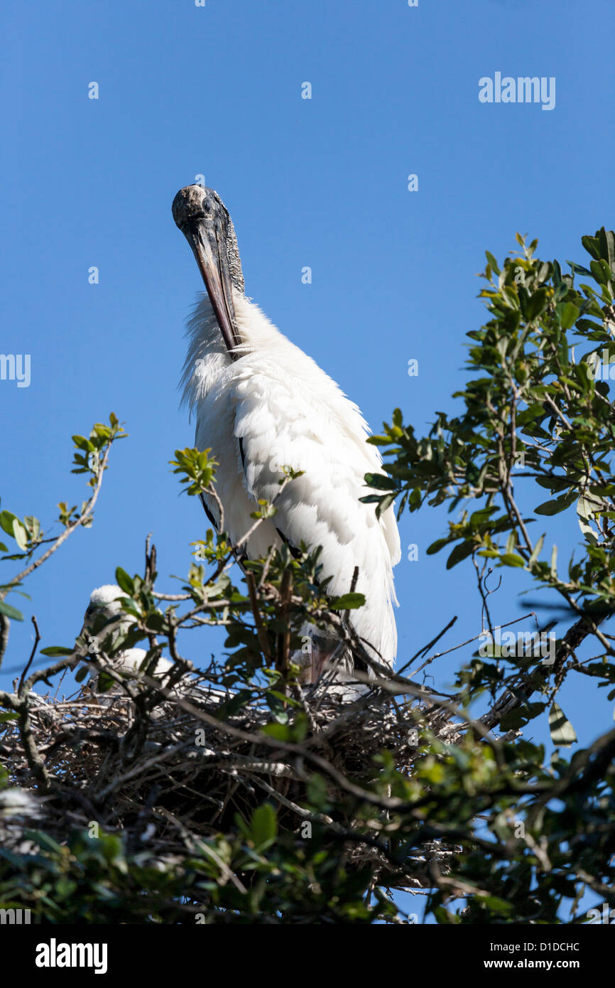 Wood Stork (Mycteria americana) with baby chicks on nest at St. Augustine Alligator Farm Zoological Park in St. Augustine, FL Stock Photo