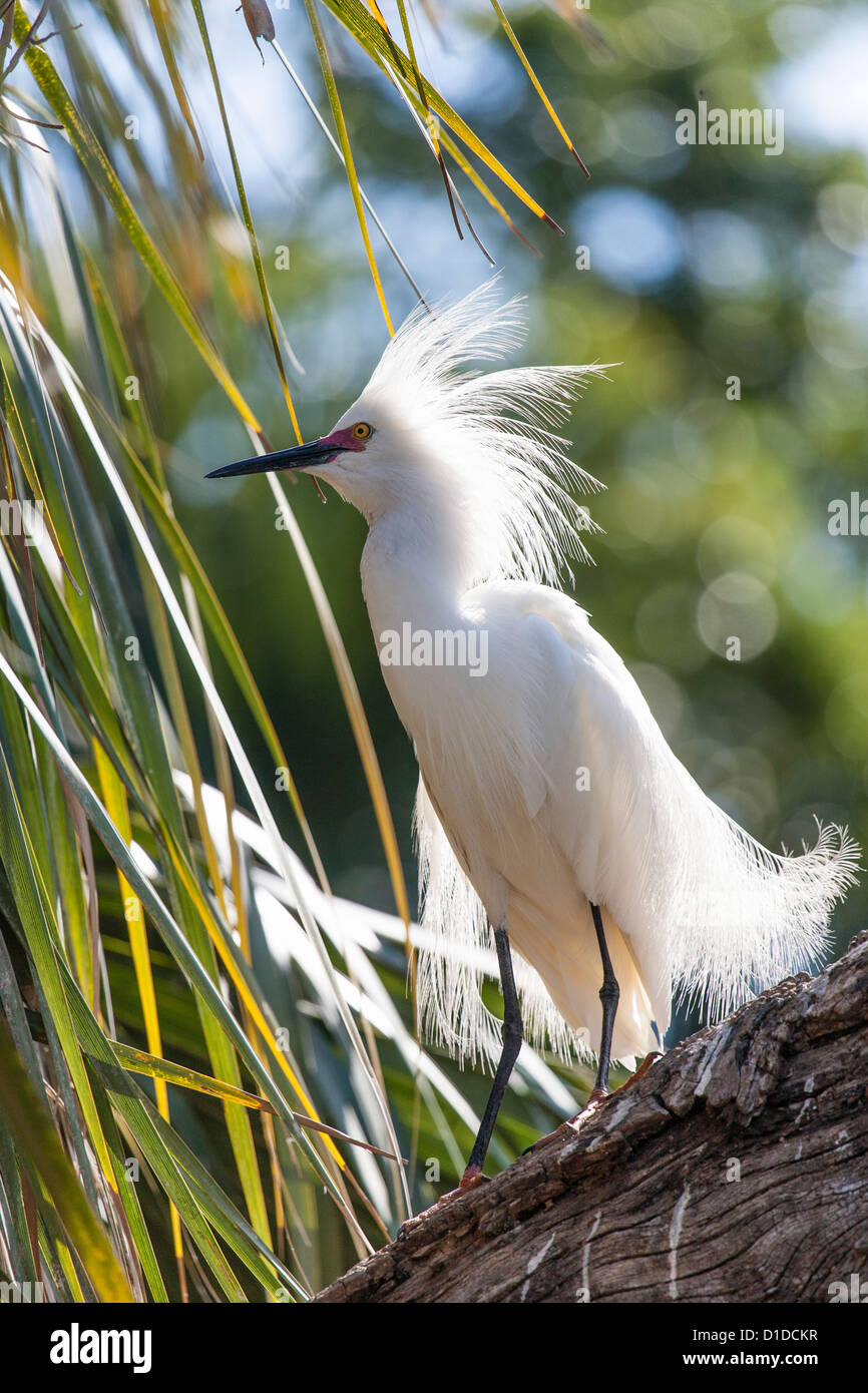 Snowy Egret (Egretta thula) with plumage perched on tree in St. Augustine Alligator Farm Zoological Park, St. Augustine, Florida Stock Photo