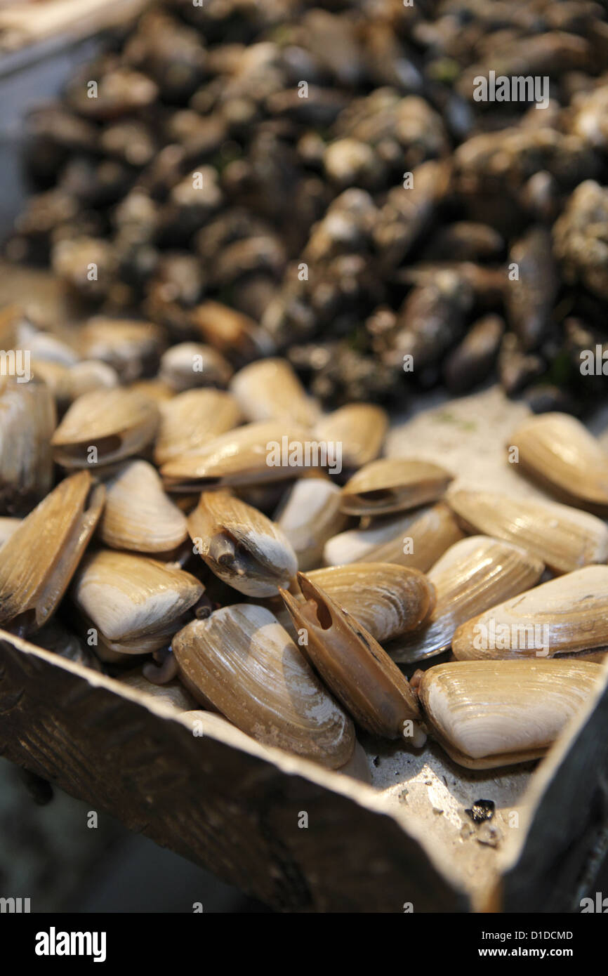 Razor clams for sale from a fishmonger in Mercado Central, Santiago
