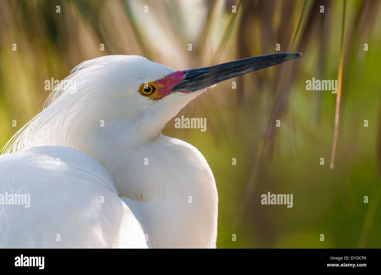 Snowy Egret (Egretta thula) with plumage perched on tree in St. Augustine Alligator Farm Zoological Park, St. Augustine, Florida Stock Photo