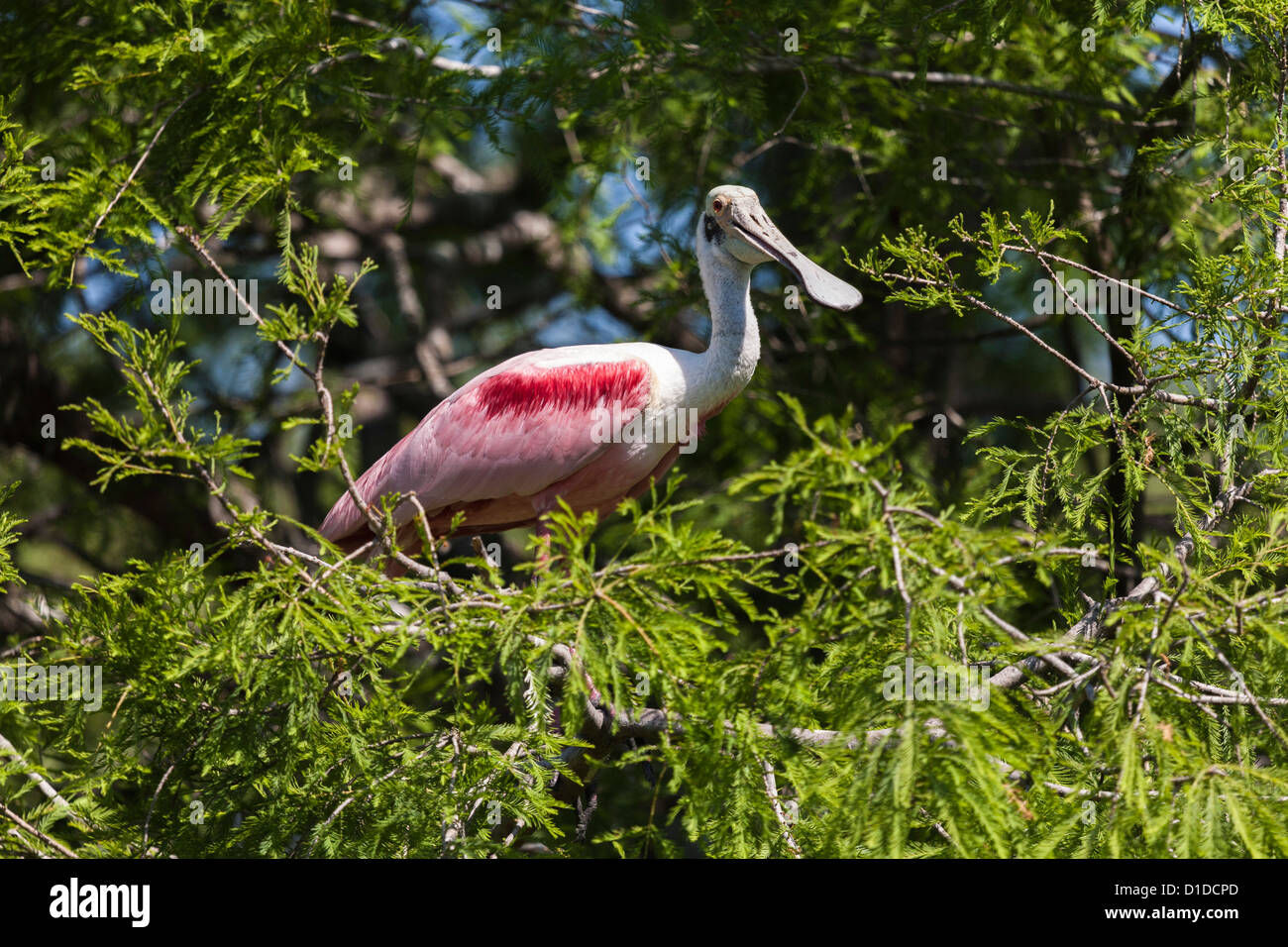 Roseate Spoonbill (Platalea ajaja) perched in tree at St. Augustine Alligator Farm Zoological Park in St. Augustine, Florida Stock Photo