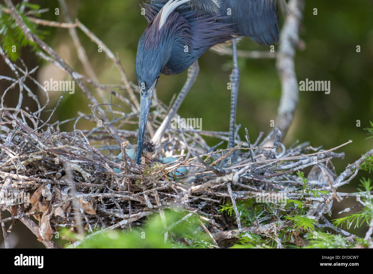 Tricolored Heron (Egretta tricolor) tending to hatchling St. Augustine Alligator Farm Zoological Park, St. Augustine, Florida Stock Photo