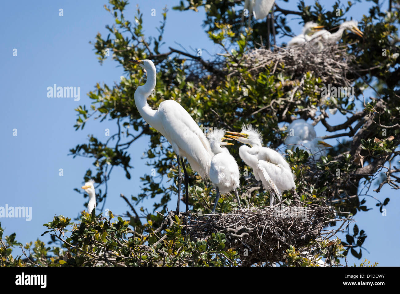 Great Egret (Ardea alba) with chicks in nest at St. Augustine Alligator Farm Zoological Park rookery in Florida Stock Photo