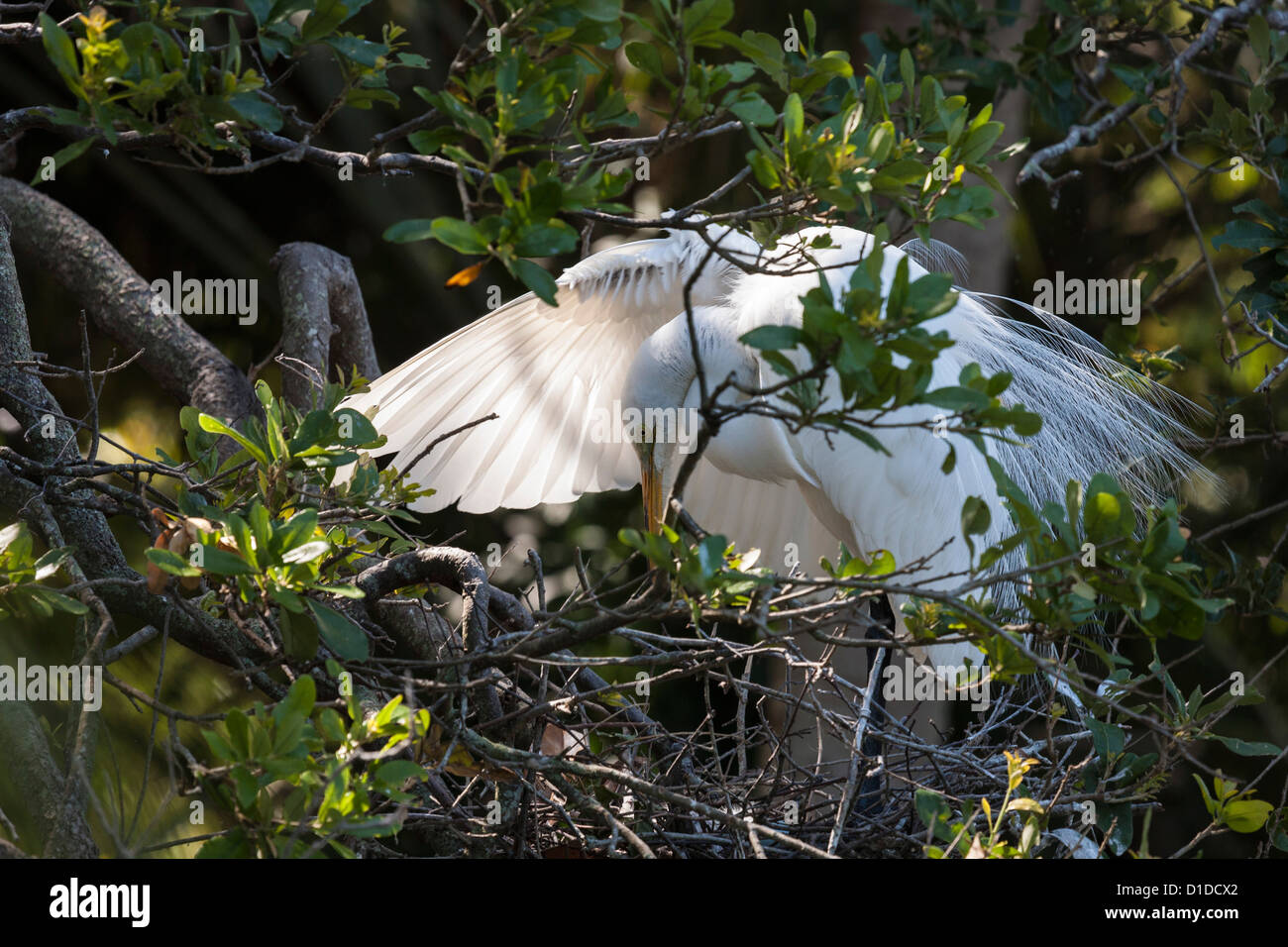 Great Egret (Ardea alba) white heron at nest in St. Augustine Alligator Farm Zoological Park rookery in Florida Stock Photo