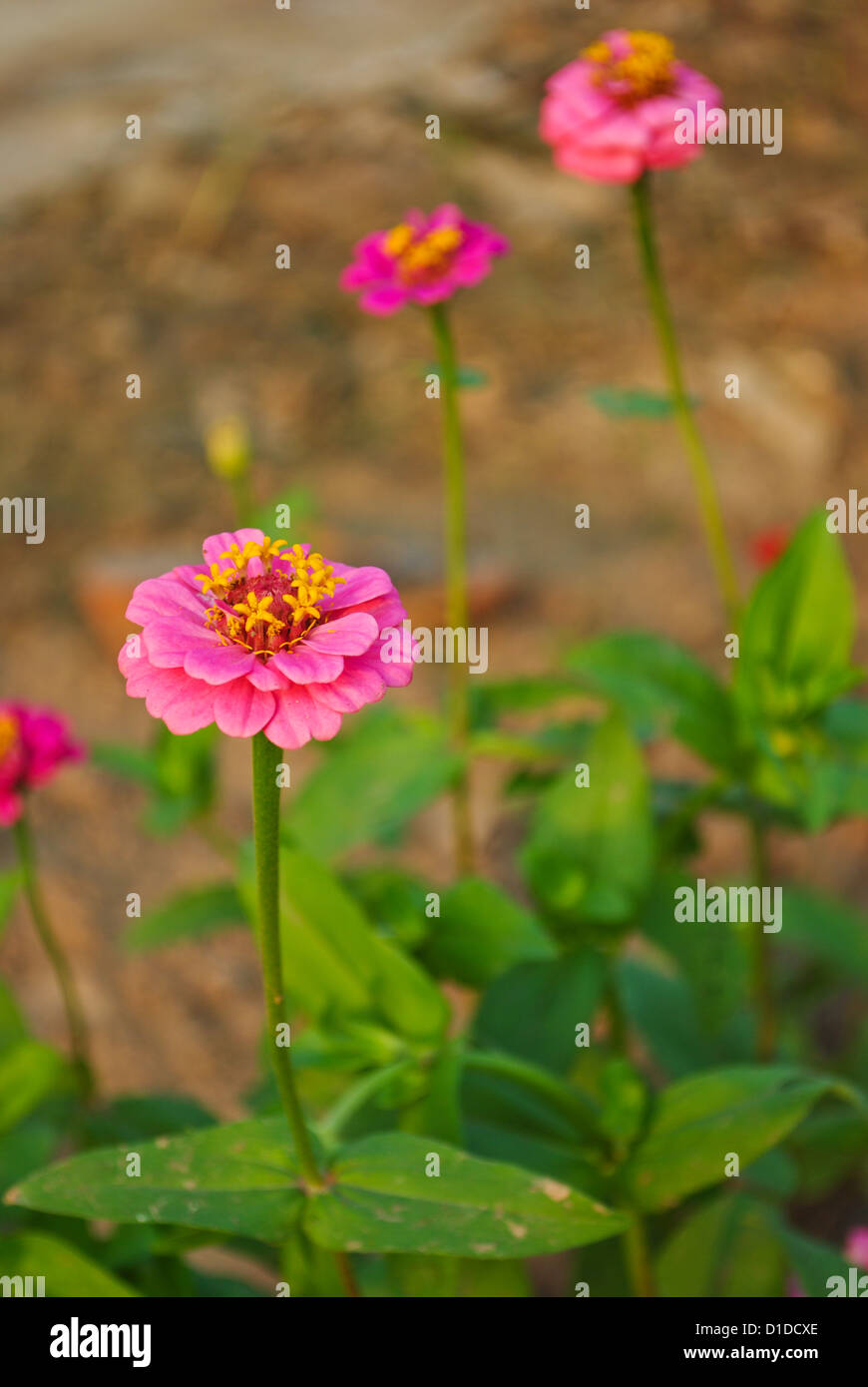 The beautiful flower in a public park Stock Photo - Alamy