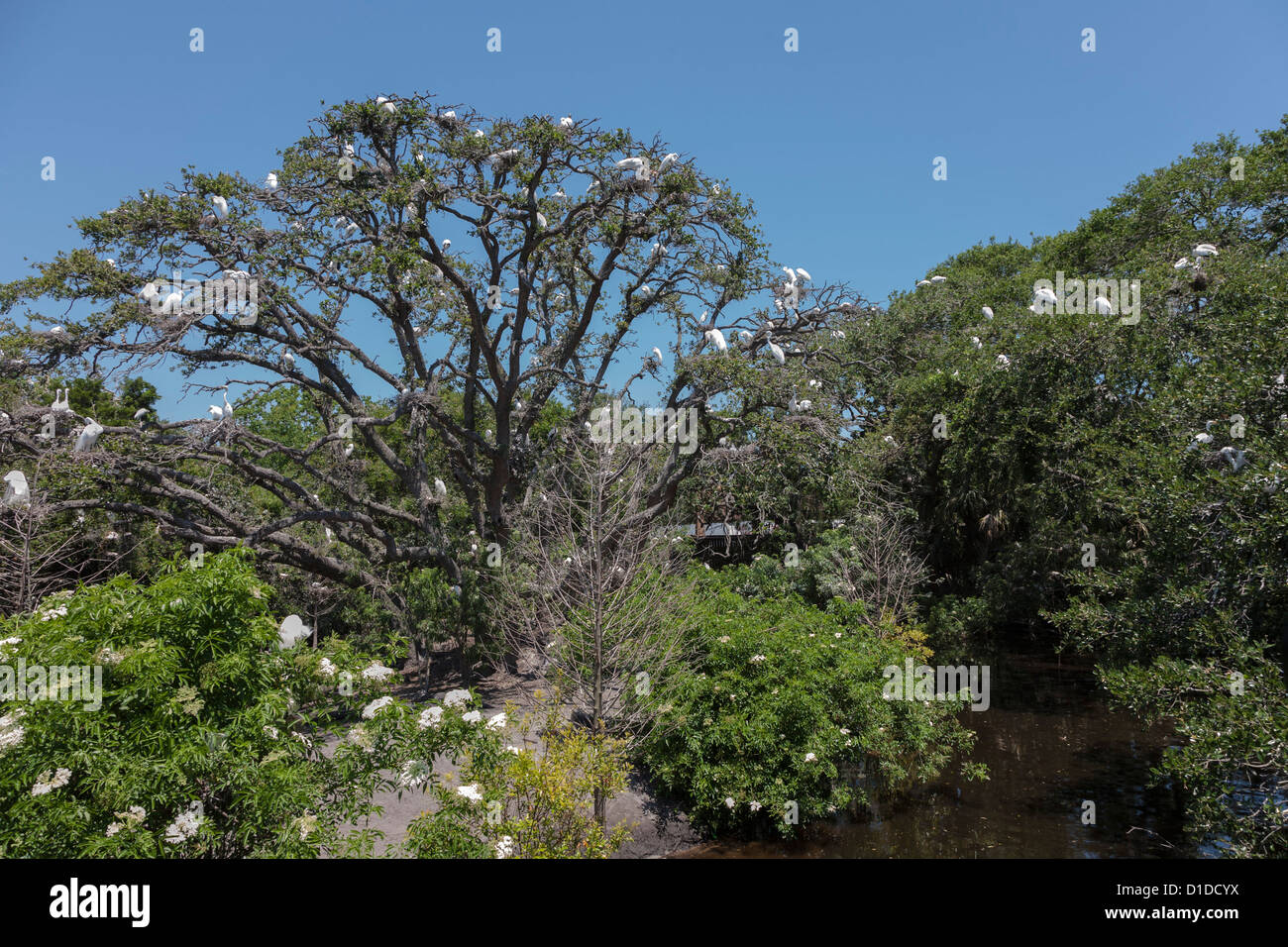 Trees filled with birds at the St. Augustine Alligator Farm Zoological Park rookery in St. Augustine, Florida Stock Photo