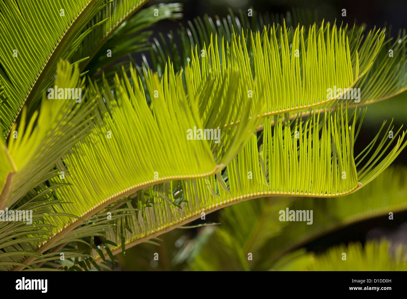Backlit Sago palm fronds glow and create nice background pattern Stock Photo