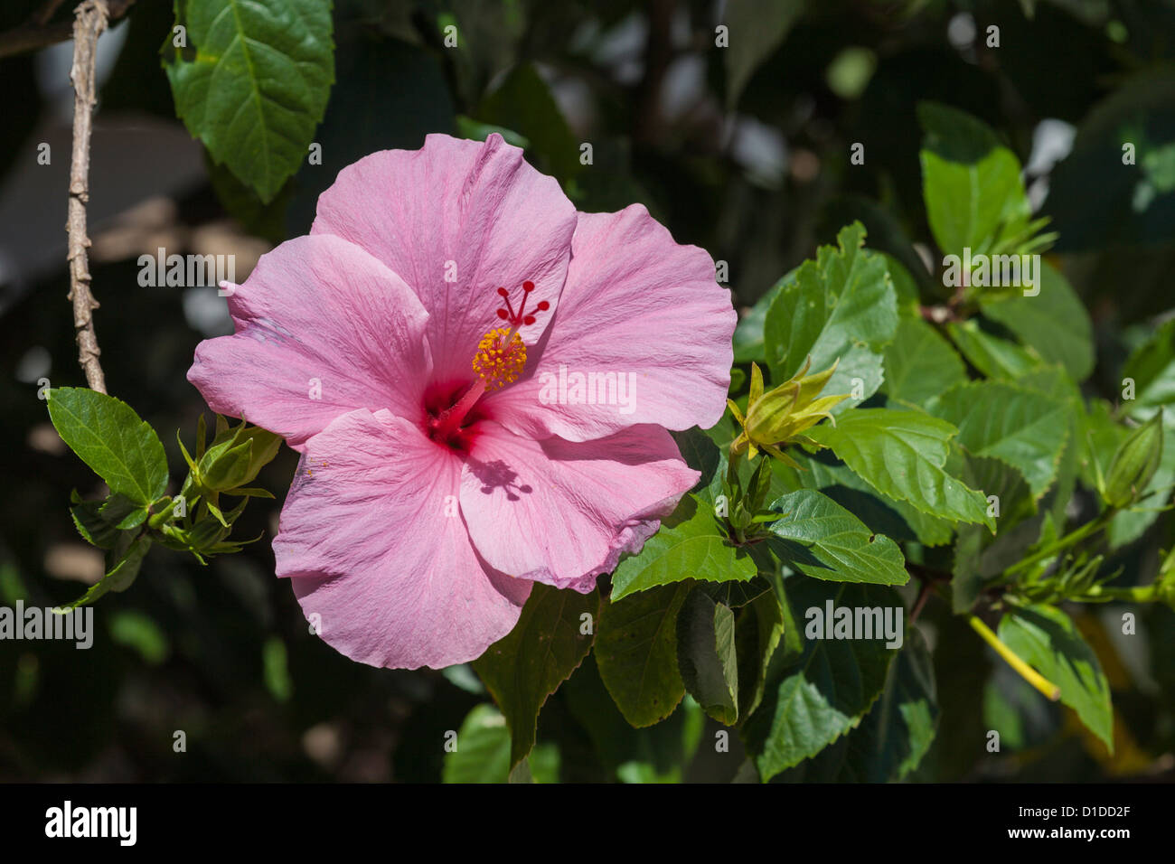 Pink hibiscus flower in full bloom against dark green foliage Stock ...
