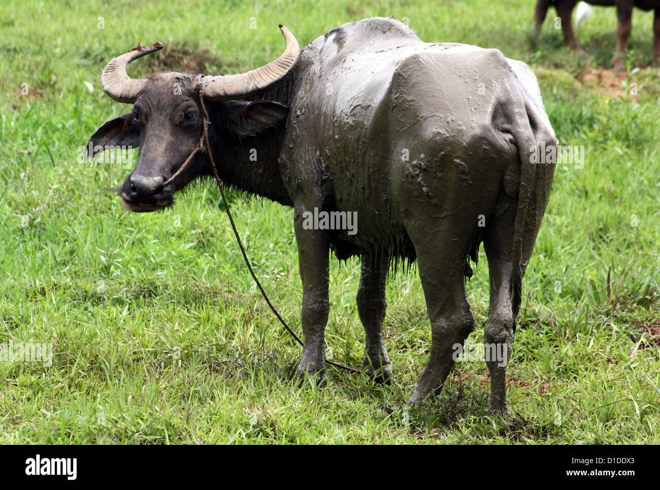 Carabao are typically associated with farmers, being the farm animal of