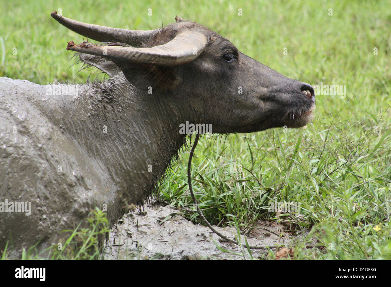 Plow Animal Stock Photos & Plow Animal Stock Images Alamy