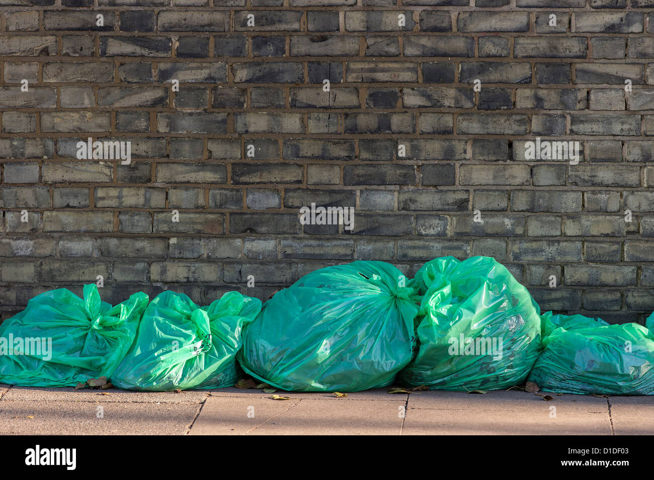 Green refuse sacks supplied by Hounslow Council and filled with autumn leaves lined up ready for collection Stock Photo