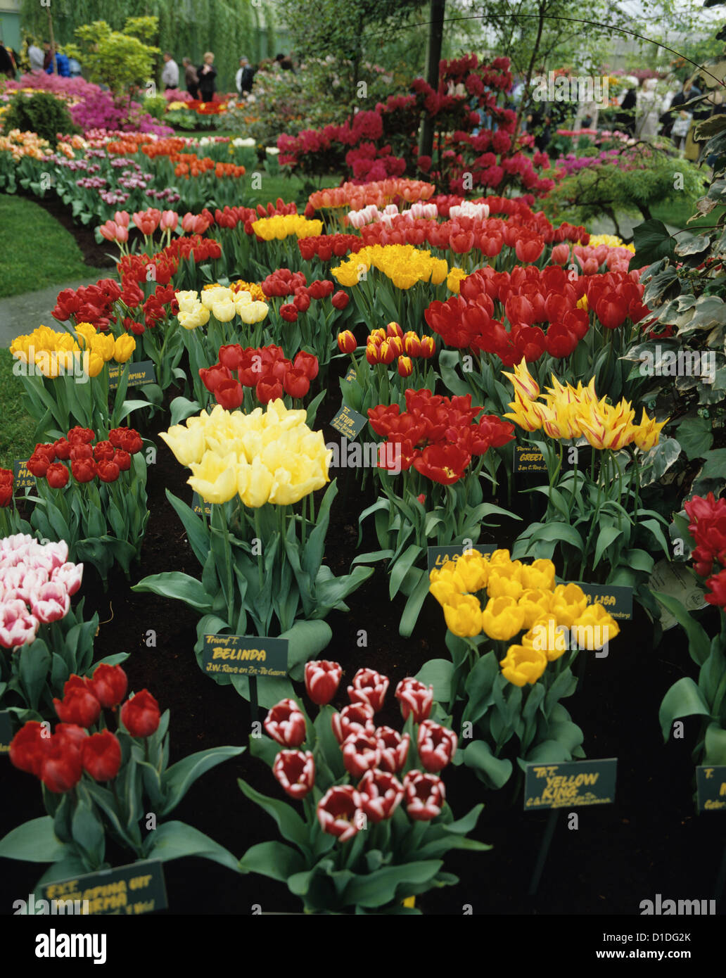 Flower display at the Keukenhof garden, the world's largest flower