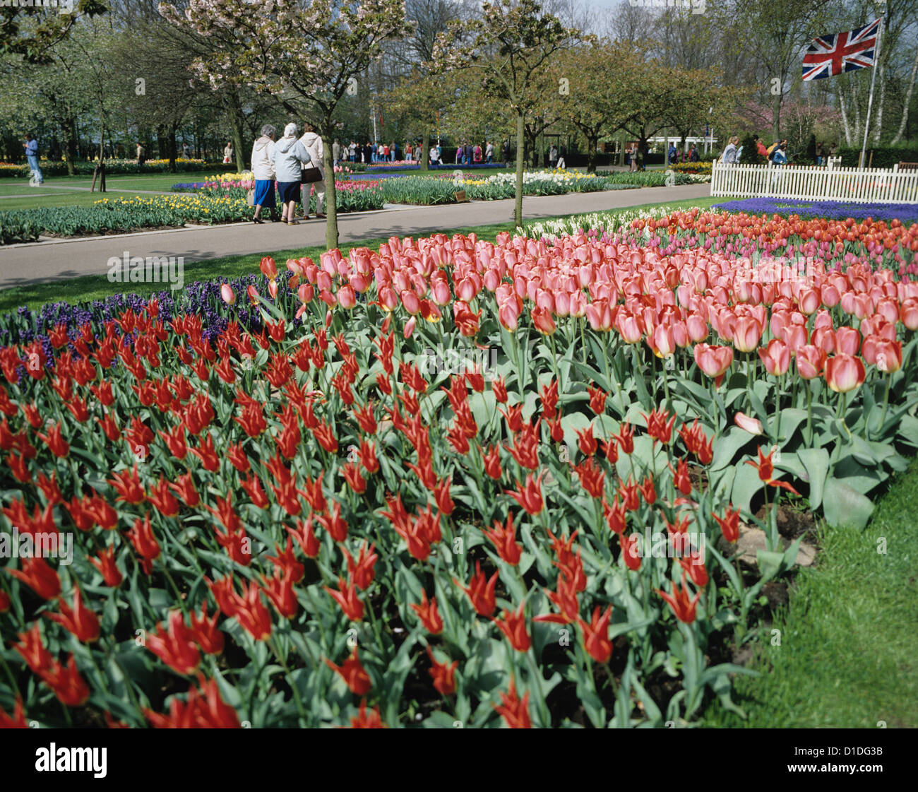 Tulip display at the Keukenhof garden, the world's largest flower 