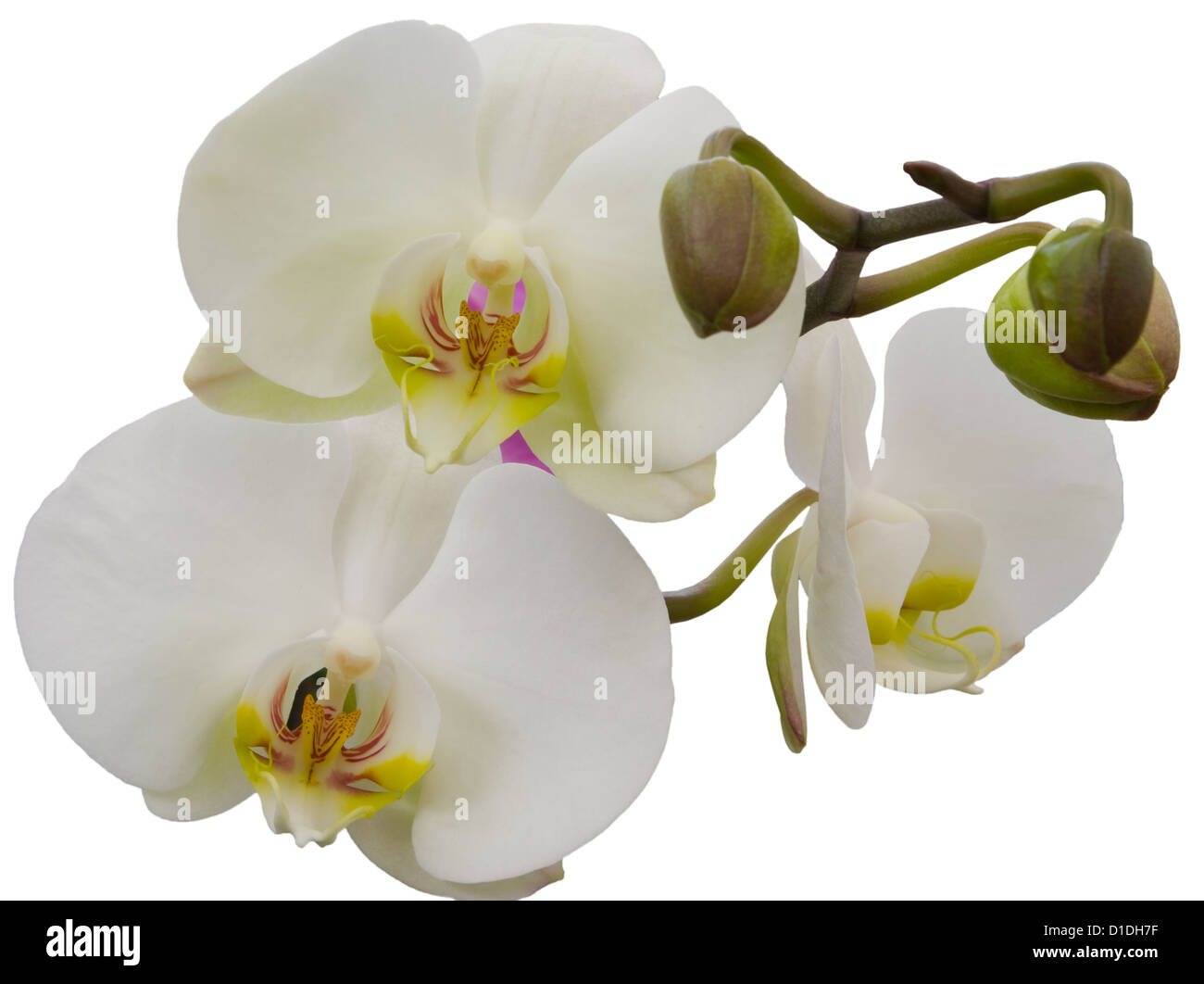 White Moth Orchid Latin Name 'Phalaenopsis' Phal Orchids Stock Photo