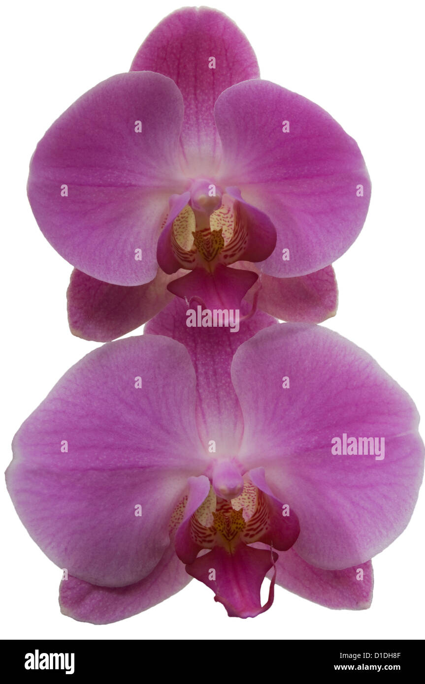 Moth Orchid Latin Name 'Phalaenopsis' Lilac Purple Orchids Stock Photo